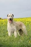 IRISH WOLFHOUND 054
